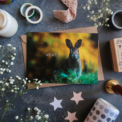 Открытка "What?"