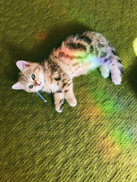 Ловец радуги "Лисья Забота"